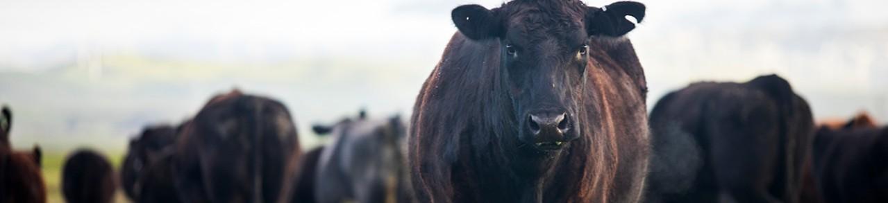 Treatment options for parasite control in cattle