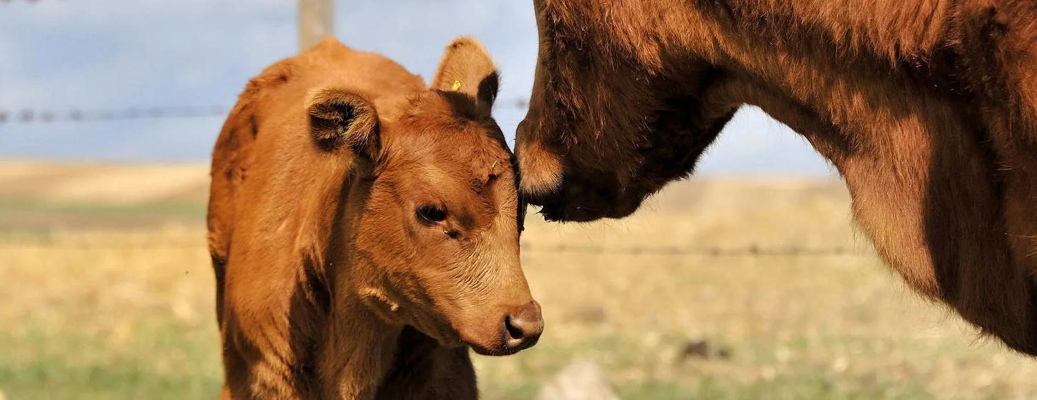 Brown cows