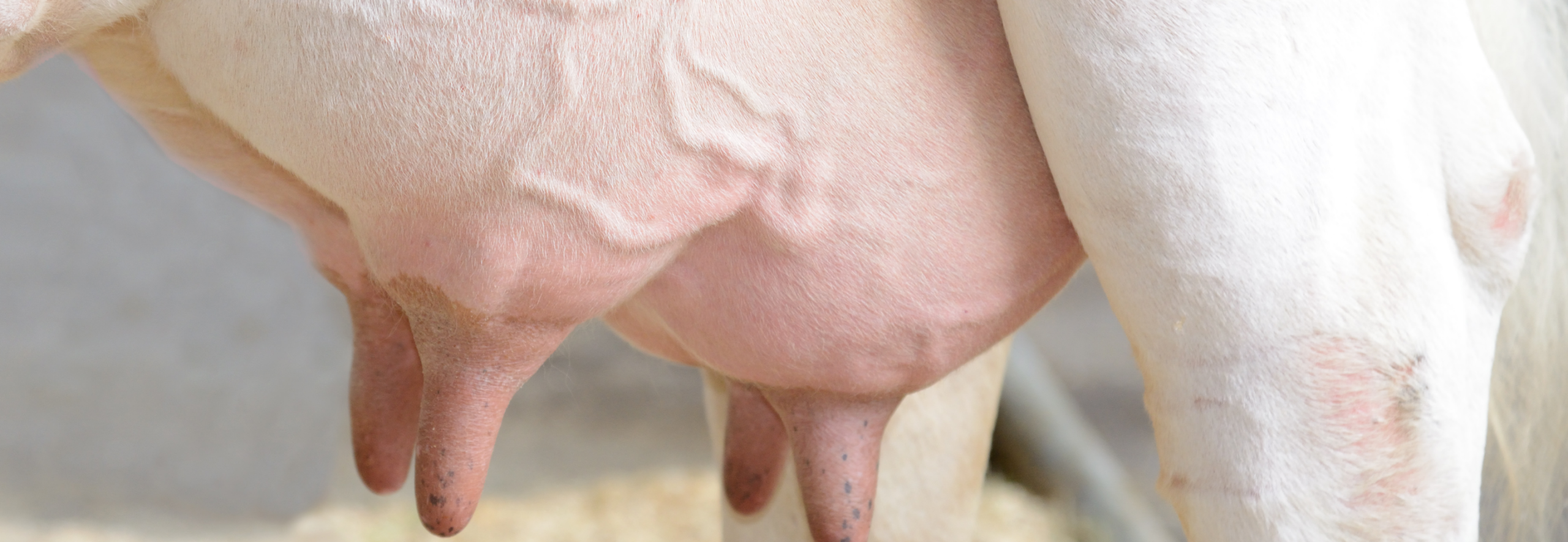 mastitis-banner