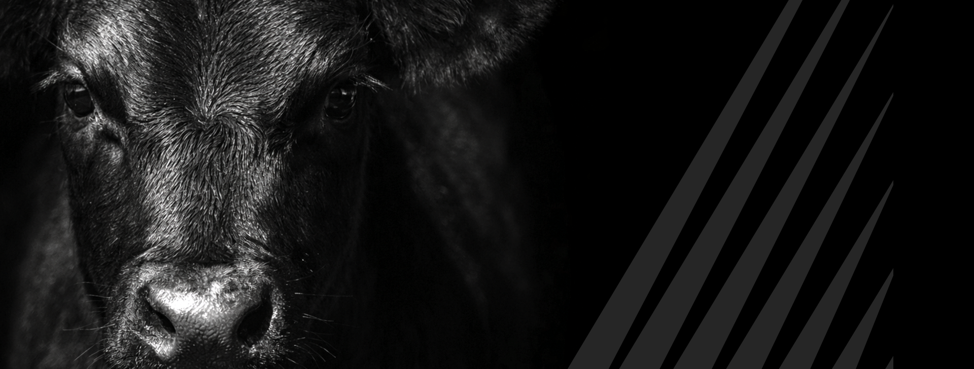 Pyramid FP5 Presponse header