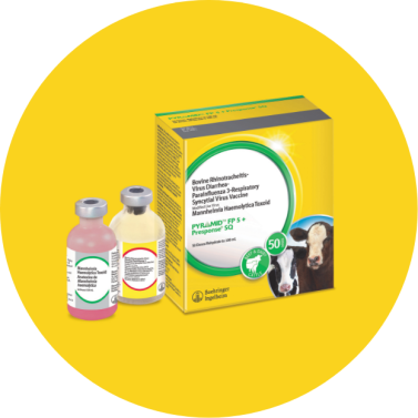 Pyramid fp presponse icon