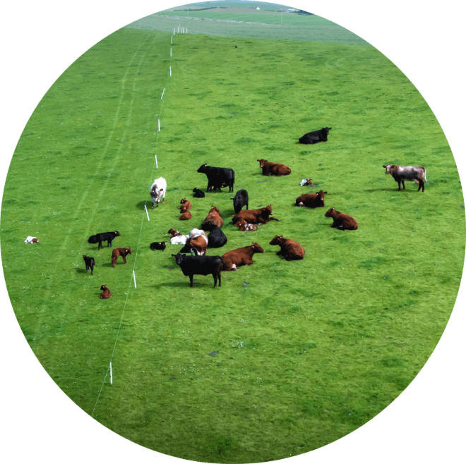 Effective management practices for parasite control in cattle