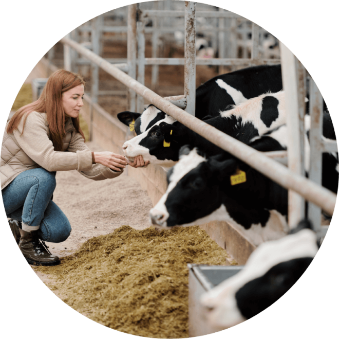 Bovine Mastitis | Boehringer Ingelheim